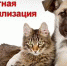 ЛЬготная стерилизация животных - Администрация г.о. Жигулевск